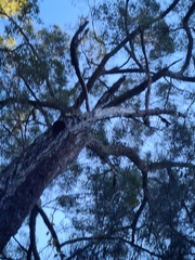 Eucalyptus paniculata