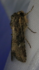 Mesapamea fractilinea