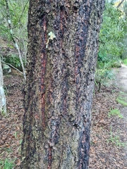 Eucalyptus paniculata