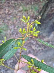Eucalyptus paniculata