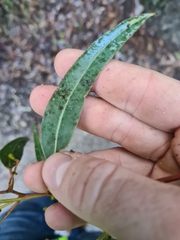 Eucalyptus paniculata