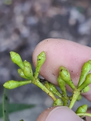 Eucalyptus paniculata
