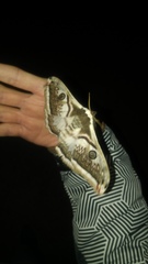 Saturnia pyretorum