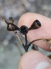 Eucalyptus paniculata