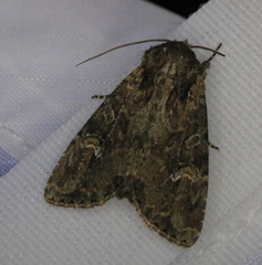 Mesapamea fractilinea