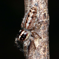 Sandalodes bipenicillatus