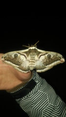 Saturnia pyretorum