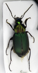 Chlaenius nigricornis