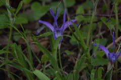 Iris uniflora