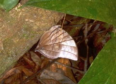 Amathuxidia amythaon