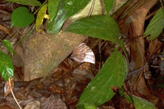 Amathuxidia amythaon