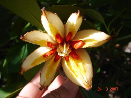 Clusia nemorosa (Clusia nemorosa)