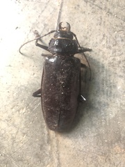 Stenodontes exsertus