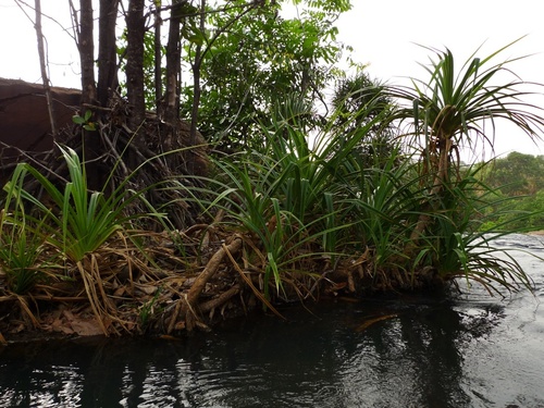 Pandanus senegalensis image