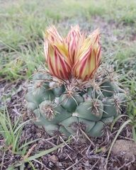Coryphantha pycnacantha