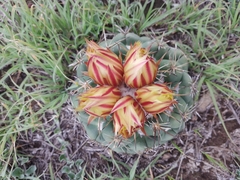 Coryphantha pycnacantha