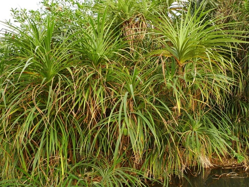 Pandanus senegalensis