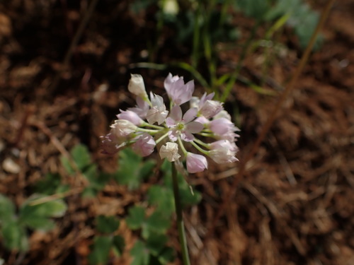 Image of Allium membranaceum by no rights reserved