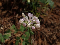 Allium membranaceum