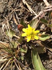 Ranunculus rhomboideus