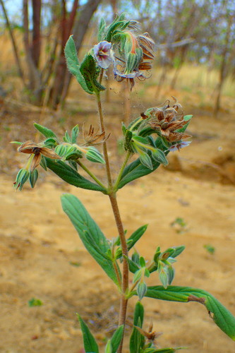 Trichodesma zeylanicum image