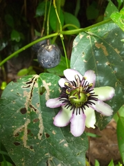 Passiflora dawei