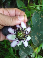 Passiflora dawei