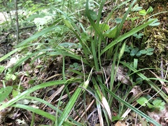 Carex backii