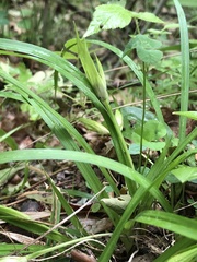 Carex backii