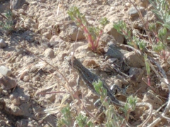 Uta stansburiana stansburiana