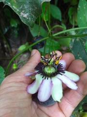 Passiflora dawei