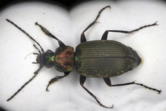Chlaenius nigricornis