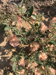 Tripterocalyx micranthus