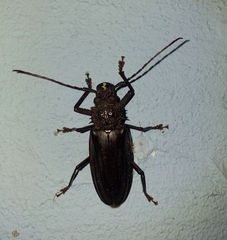Mallodonopsis mexicanus