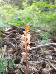 Corallorhiza striata vreelandii