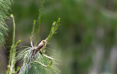 Empidonax fulvifrons