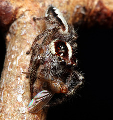 Sandalodes bipenicillatus