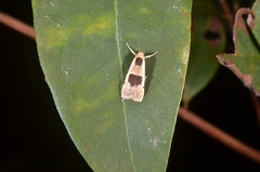 Thysanoptyx