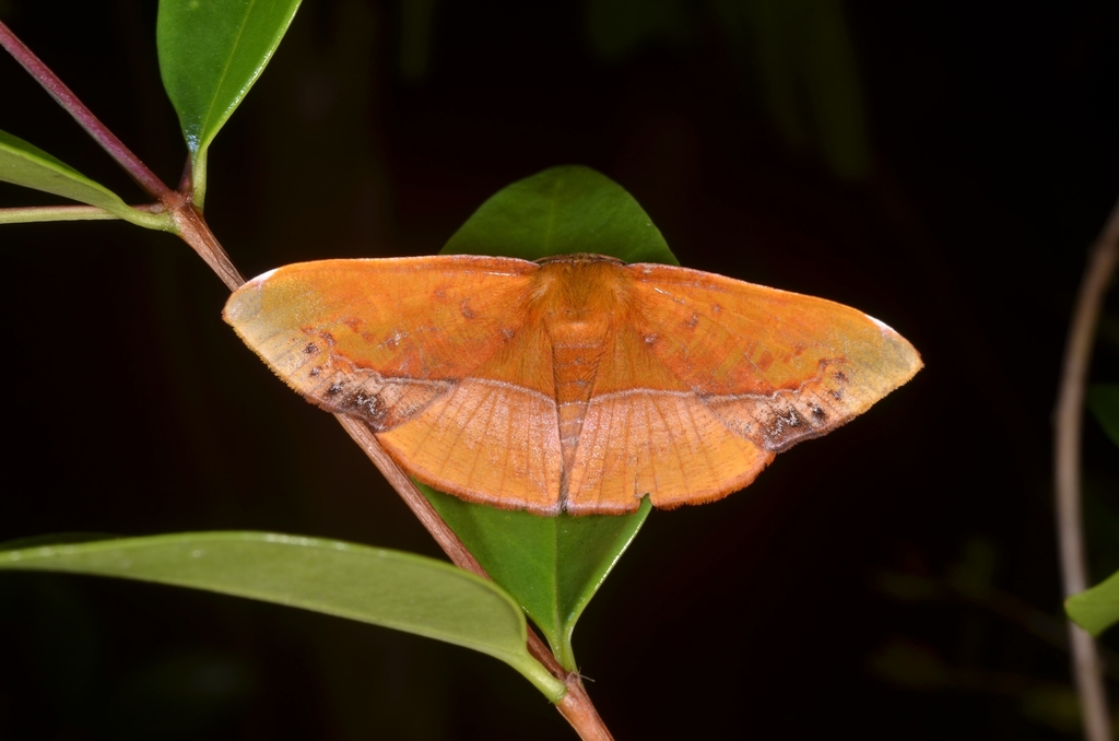 Fascellina clausaria