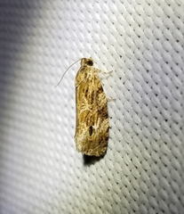 Phaecasiophora confixana