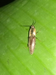 Pyrophorus nyctophanus