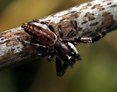 Sandalodes bipenicillatus