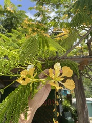 Delonix regia flavida
