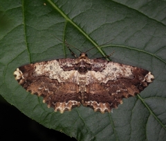 Coremecis nigrovittata