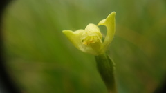 Disperis villosa