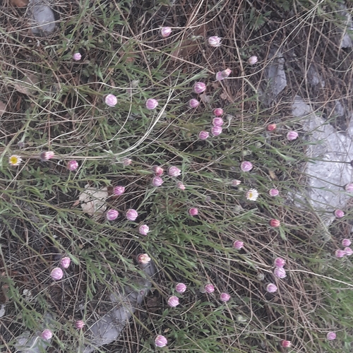 Hairy Fleabane (Erigeron pubescens)