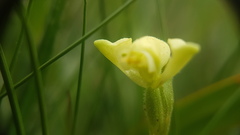 Disperis villosa