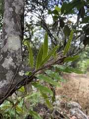 Microgramma lycopodioides