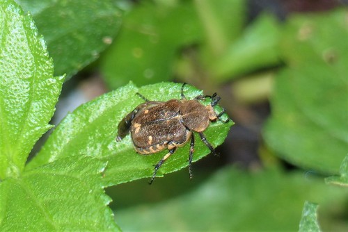 Goliathopsis