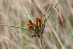 Cyperus ligularis image